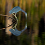 Little Blue Heron reflecting in a pond, Mirror To Nature Cover