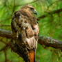 Red Tailed Hawk, Kiawah Island, Legends Magazine Cover