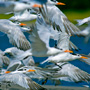 A flock of Terns takes flight from the beach at Captain Sam's Inlet, Beachwalker Park, Kiawah Island