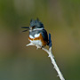 Belted Kingfisher Calling to warn others from his Territory
