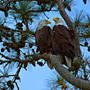 A Pair of Bald Eagles overlooking the River Course at Kiawah Island
