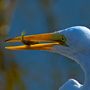 Great Egret snacking on a mud minnow