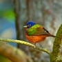 Painted bunting at Cassique Golf Course, Kiawah Island