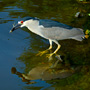 Black Crowned Night Heron with a menhaden