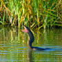 Anhinga tossing up a fish to eat