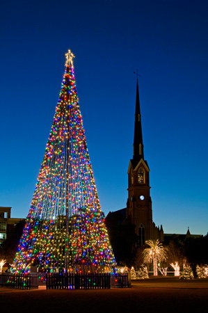 Charleston's Christmas tree at Marion Square Park