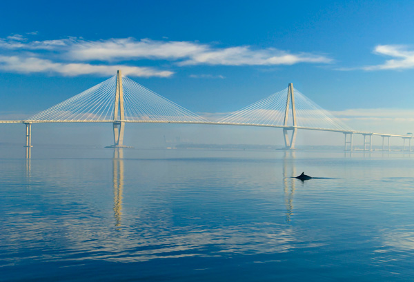 A Dolphin in Charleston Harbor in front of the Arthur Ravenal Bridge over the Cooper River