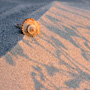 Whelk shell on dunes at sunrise