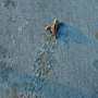 Endangered Loggerhead Sea Turtle hatchling crawls towards the ocean on Kiawah Island Beach