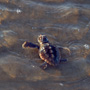 Loggerhead Turtle hatchling swimming from the beach