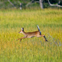 White Tailed Doe Leaping through the flooded marsh