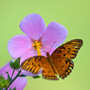 Butterfly on a pink flower on Kiawah Island