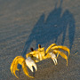 Ghost Crab at Beachwalker Park on Kiawah Island at Sunrise