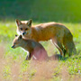 Red Fox Mother Watches Over Her Pup Near Their Den