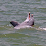 A smiling dolphin in the Stono River