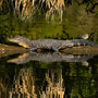 An Alligator on a log with a yellow rumped warbler on his tail