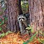 Raccoon peeking through two trees on Kiawah Island
